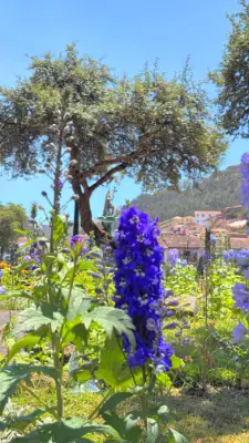 Flor morada con Inca, in Mollococha. Main colors: parrot green, milagros purple, sky blue.